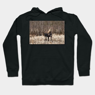 Cheeky Moose - Algonquin Park Hoodie